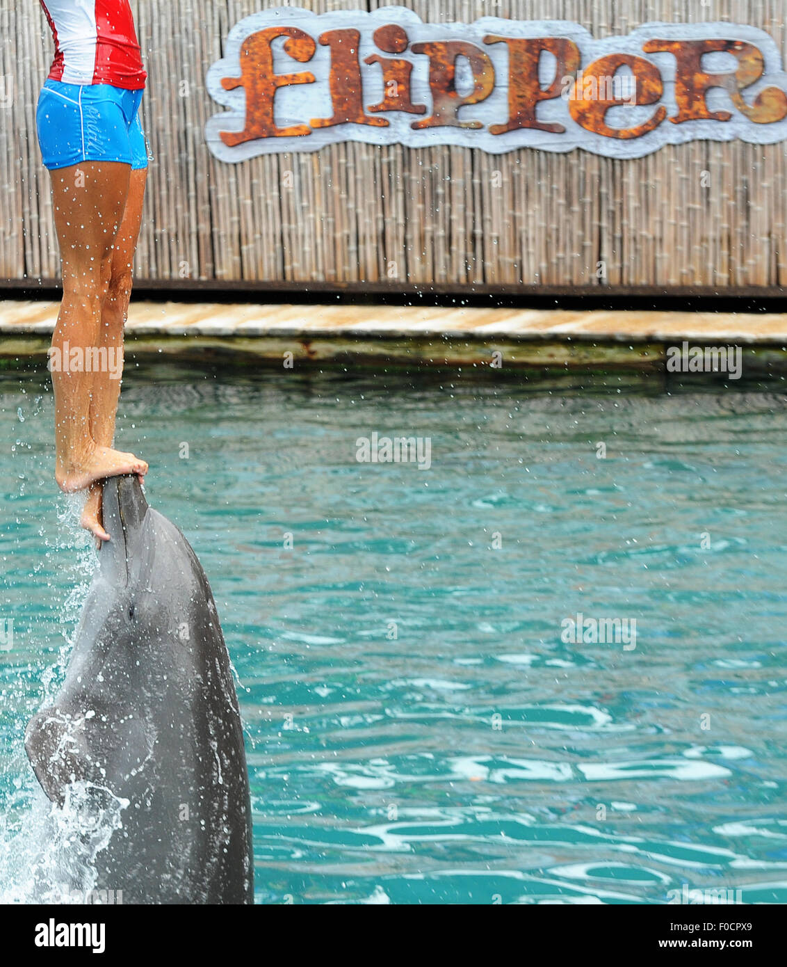 March 26, 2015 - Key Biscayne, Florida, United States - A trainer performs with a dolphin at Miami Seaquarium. Stock Photo