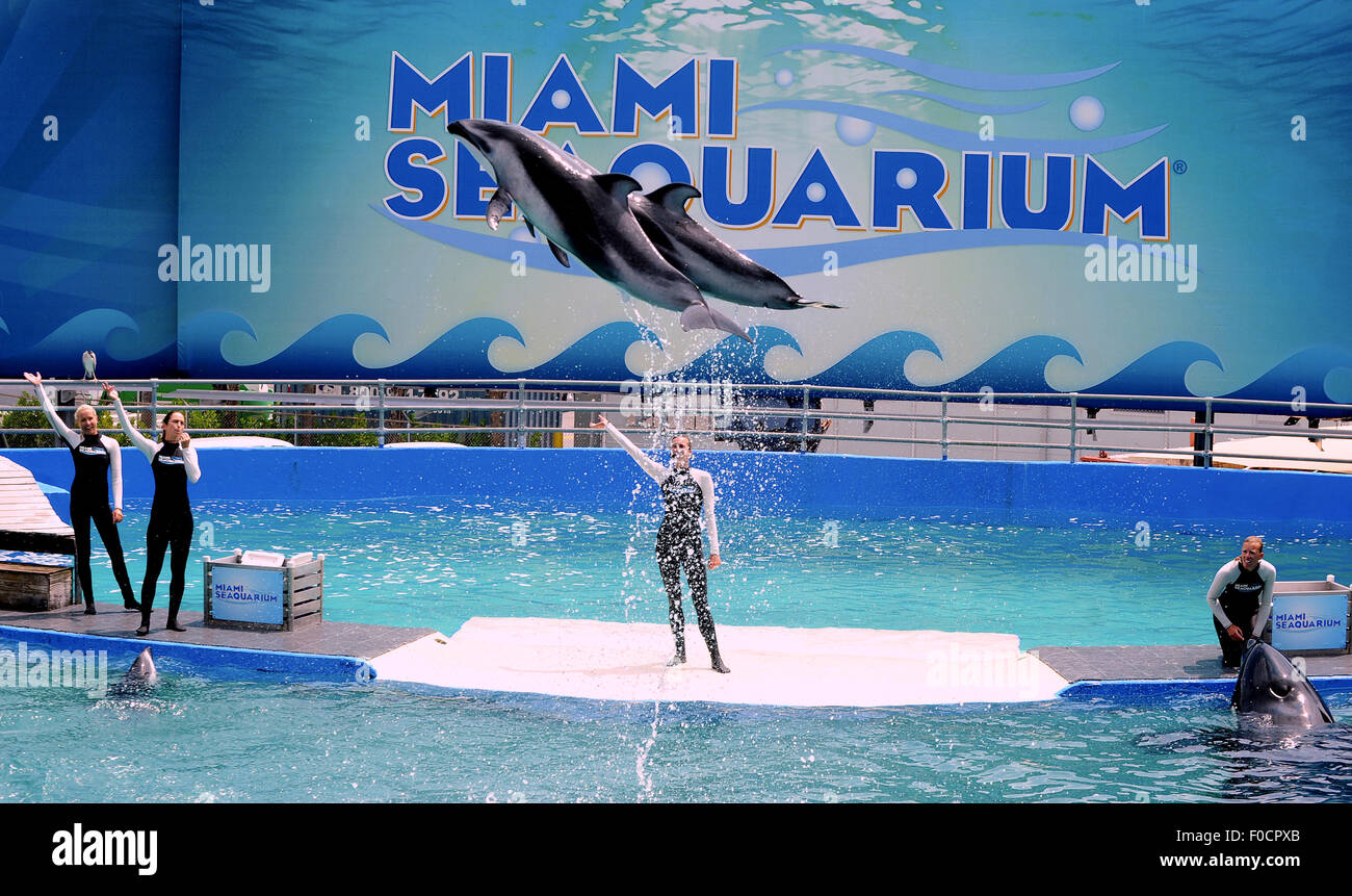 March 26, 2015 - Key Biscayne, Florida, United States - Dolphins perform with trainers at Miami Seaquarium. Stock Photo