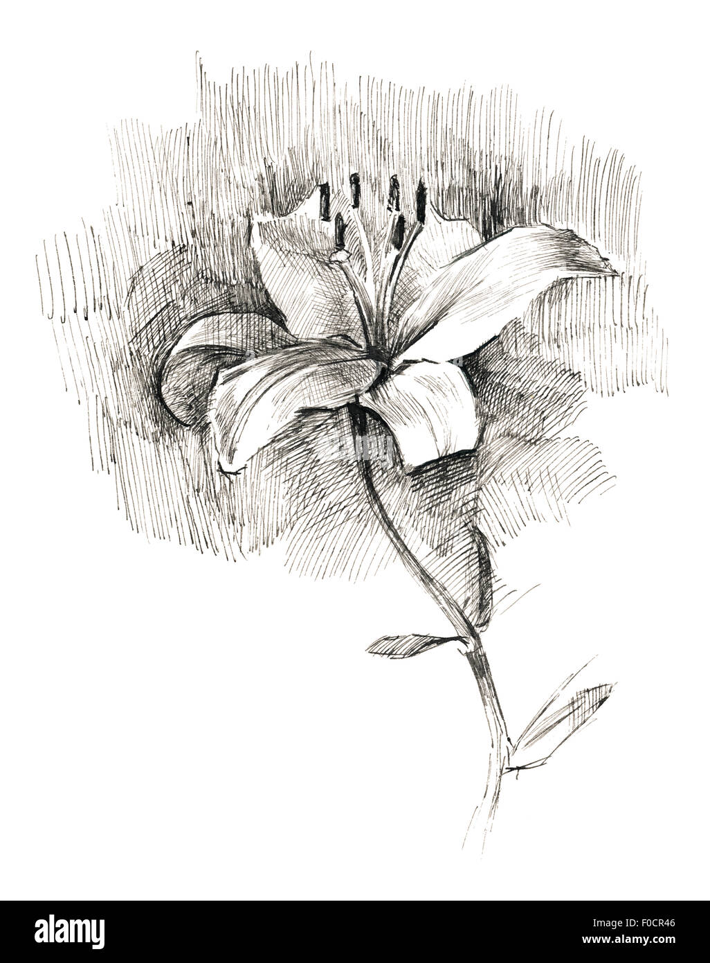 drawing pen lily Stock Photo Alamy