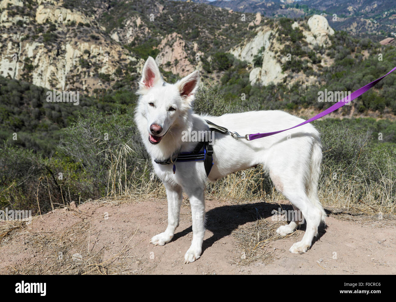 Dog hiking at Red Rock Canyon Park in Topanga, California Stock Photo