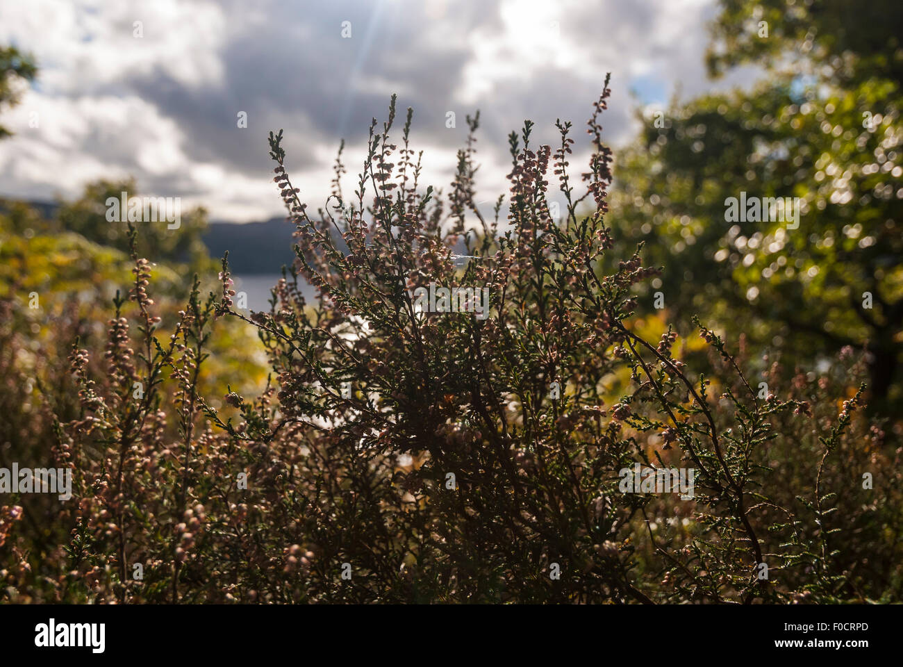 A close up of Common Heather, Calluna vulgaris, with Loch Sunart in the background. Stock Photo