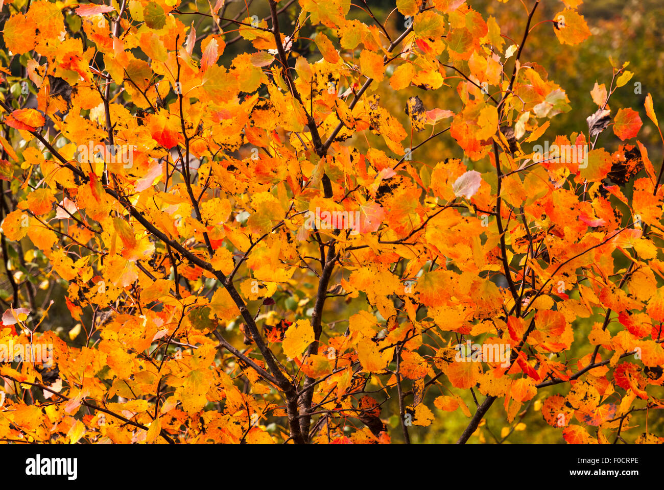 A close up of autumn leaves on their branches Stock Photo - Alamy