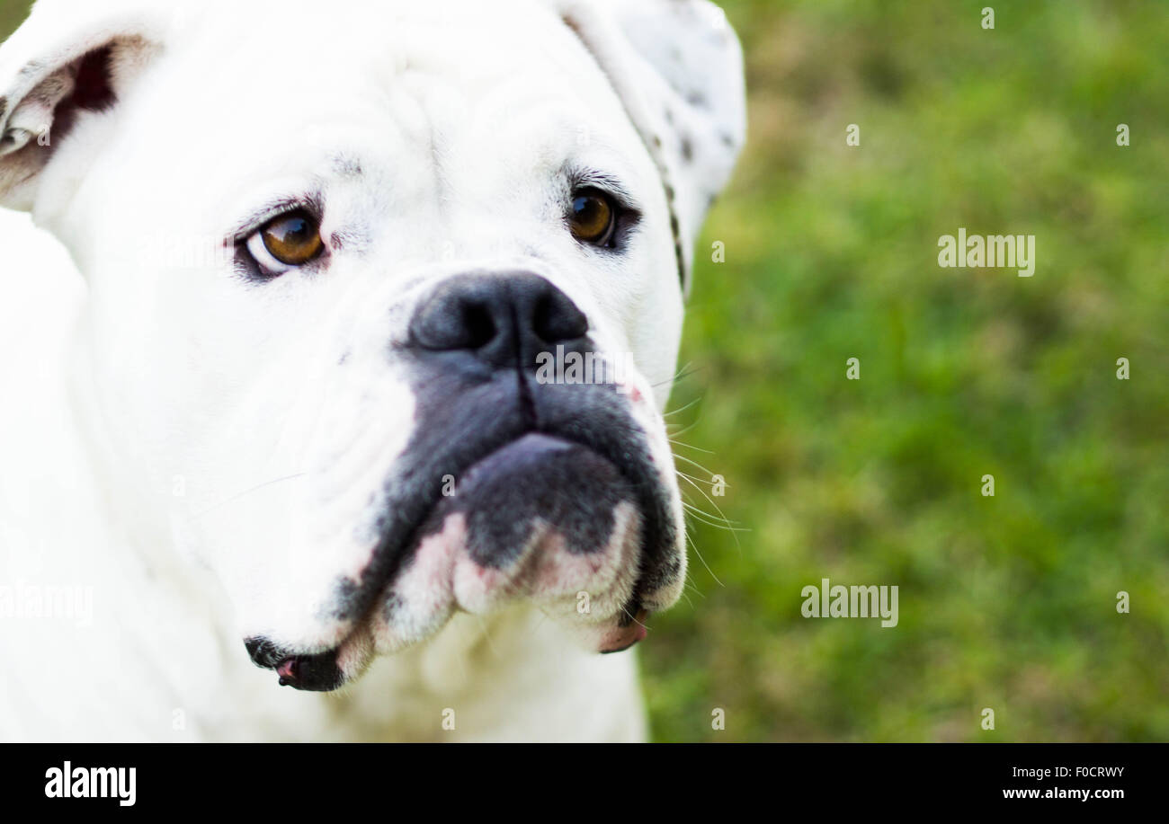 White American Bulldog close up Stock Photo