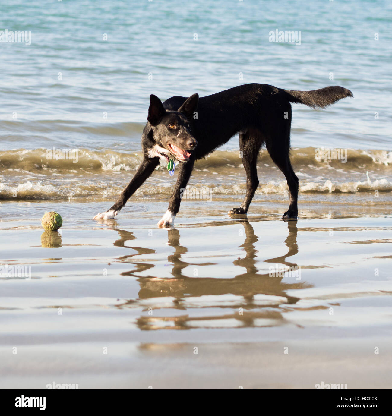 dog playing on the beach with toy Stock Photo