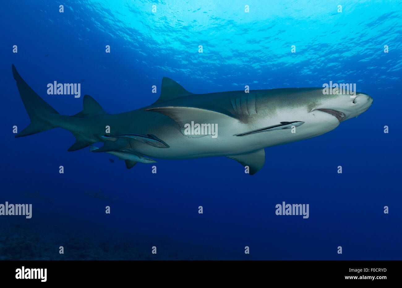 LEMON SHARK SWIMMING IN THE CLEAR WATER OF BORABORA IN FRENCH