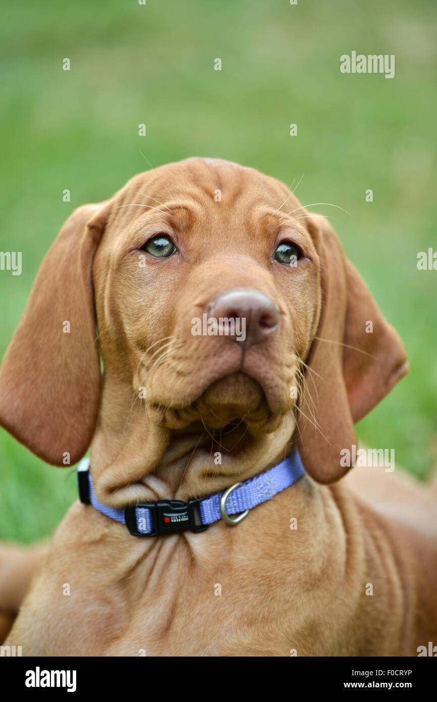 Eight week old Vizsla puppy Stock Photo Alamy