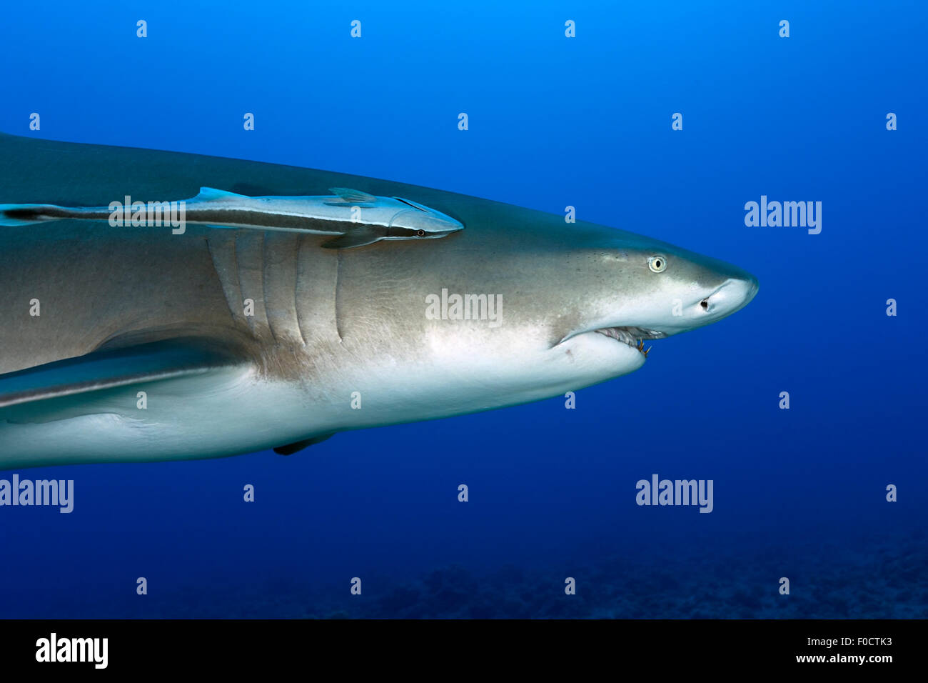 PROFIL OF LEMON SHARK SWIMMING IN THE TAHITI WATER Stock Photo - Alamy