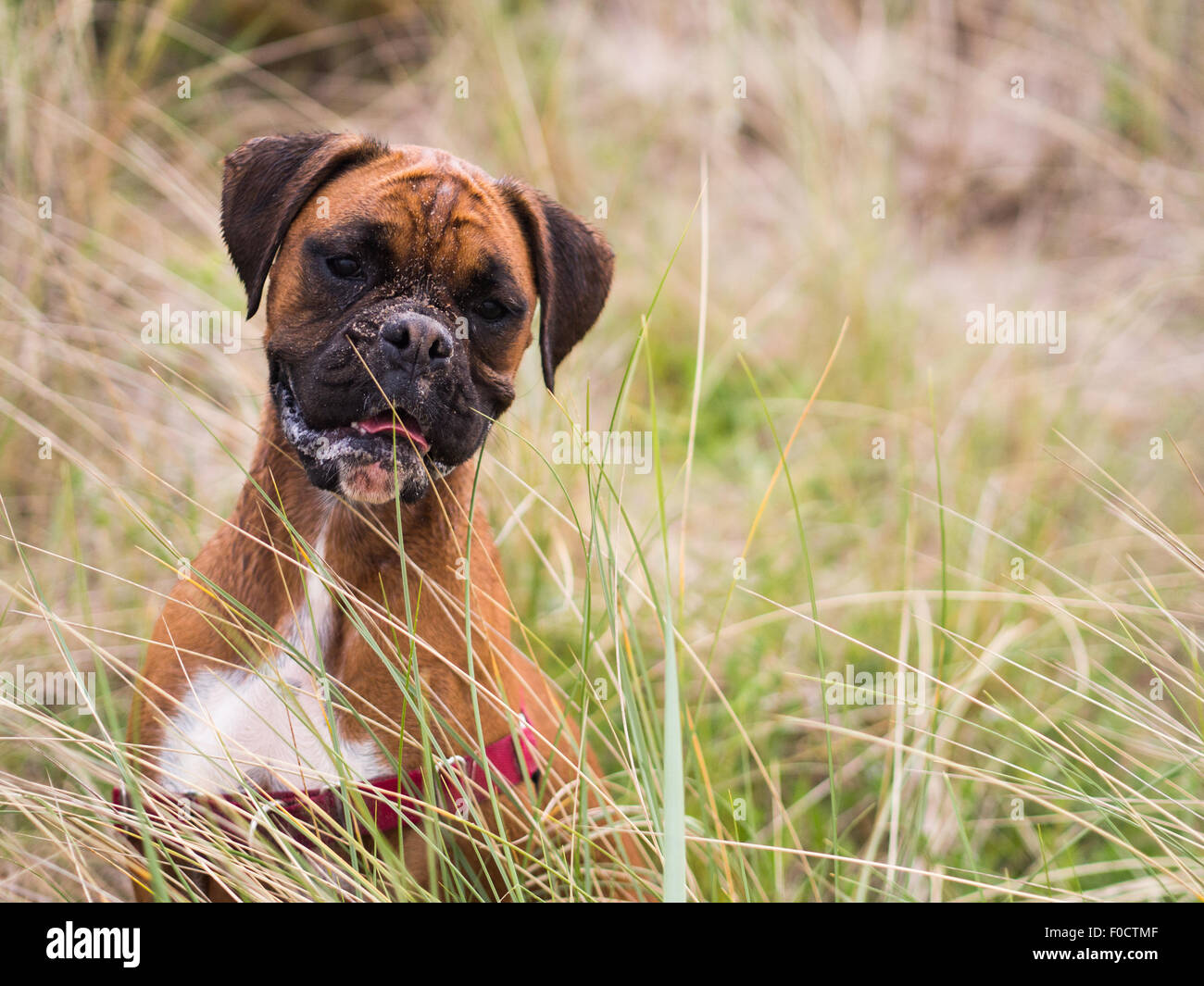 Boxer dog with sandy face in long grass Stock Photo