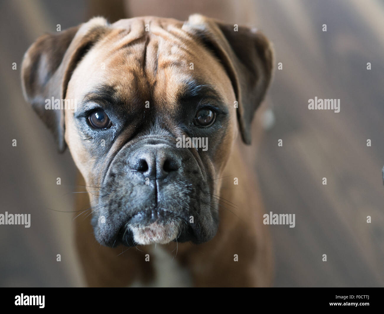 Boxer dog close up Stock Photo
