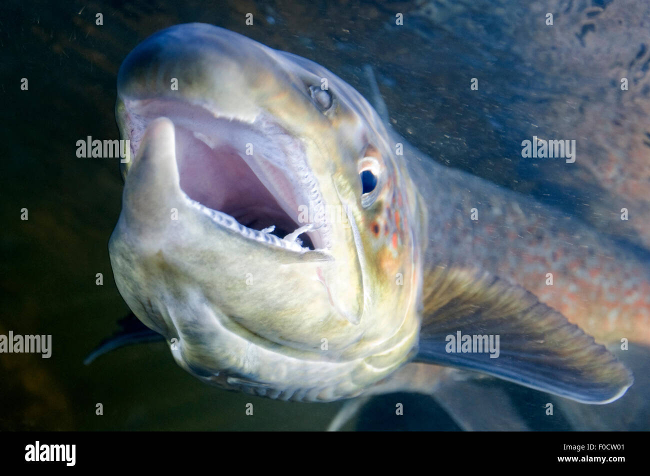 Atlantic salmon (Salmo salar) male with kype on bottom jaw showing, River  Orkla, Norway, September 2008 Stock Photo - Alamy