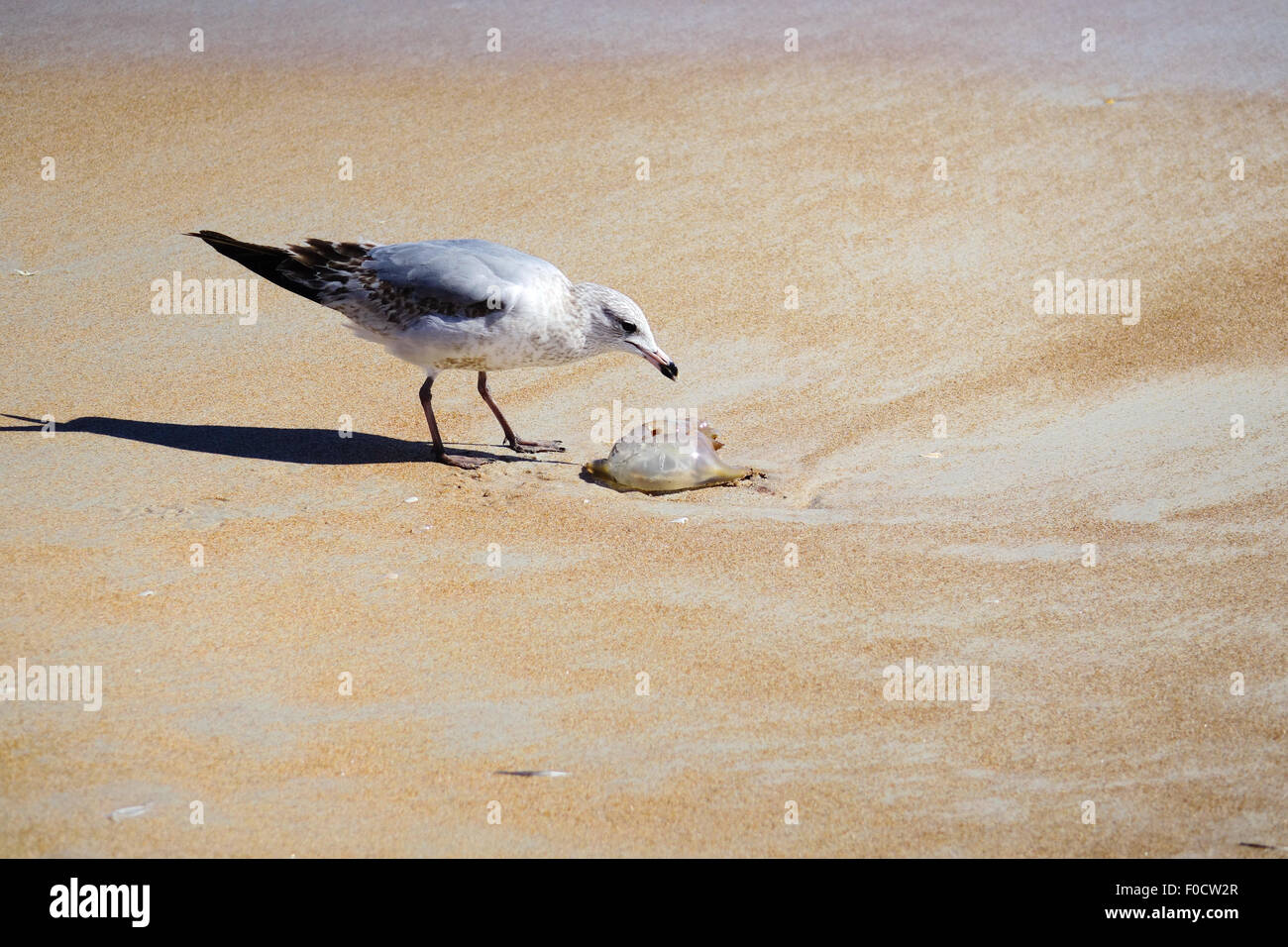 Sea gull investigating a jellyfish on Ormond Beach, Florida Stock Photo