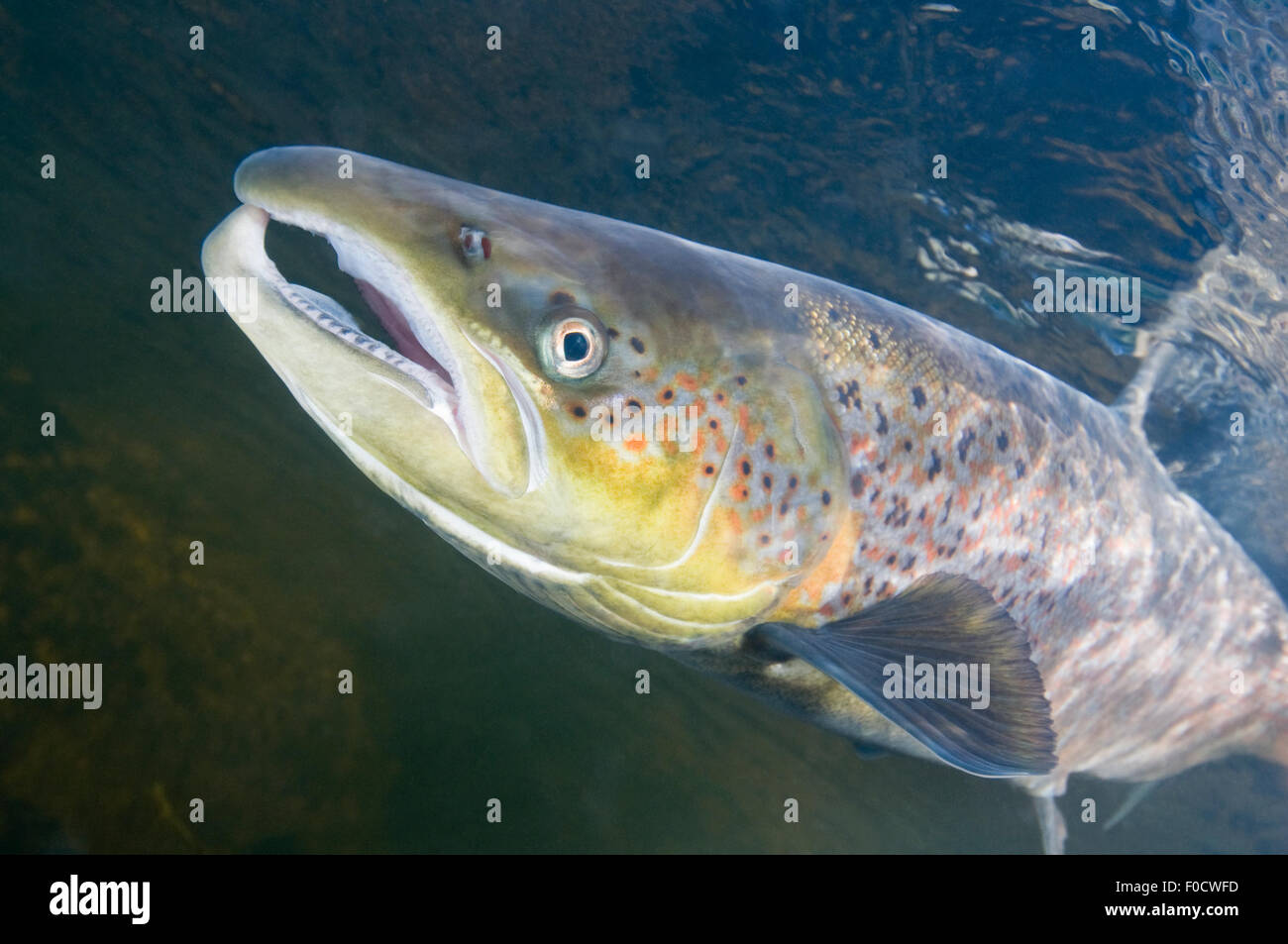 Atlantic salmon (Salmo salar) male, River Orkla, Norway, September 2008