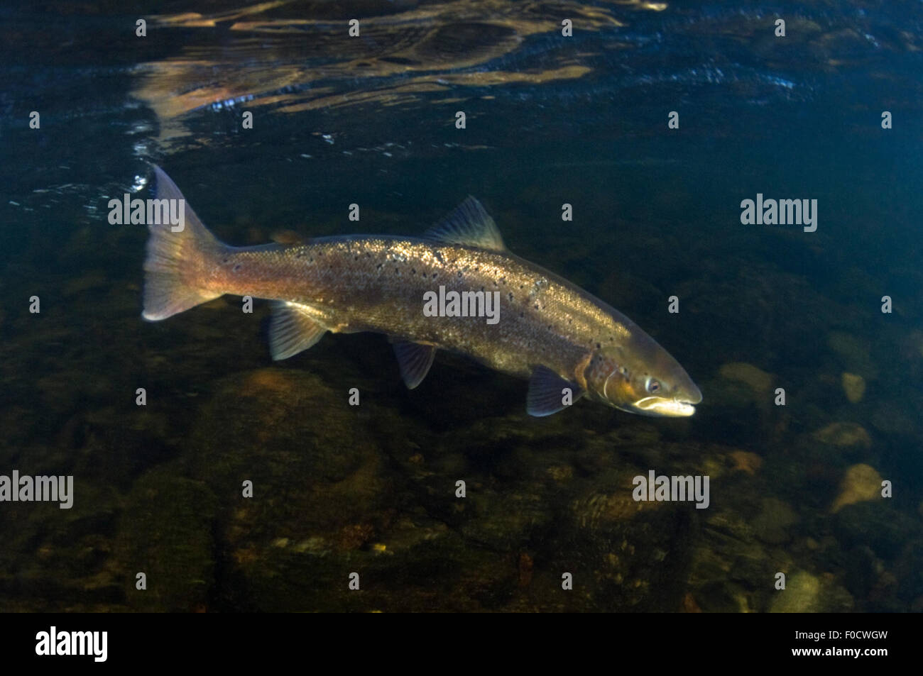 Atlantic salmon (Salmo salar) female, River Orkla, Norway, September 2008 Stock Photo