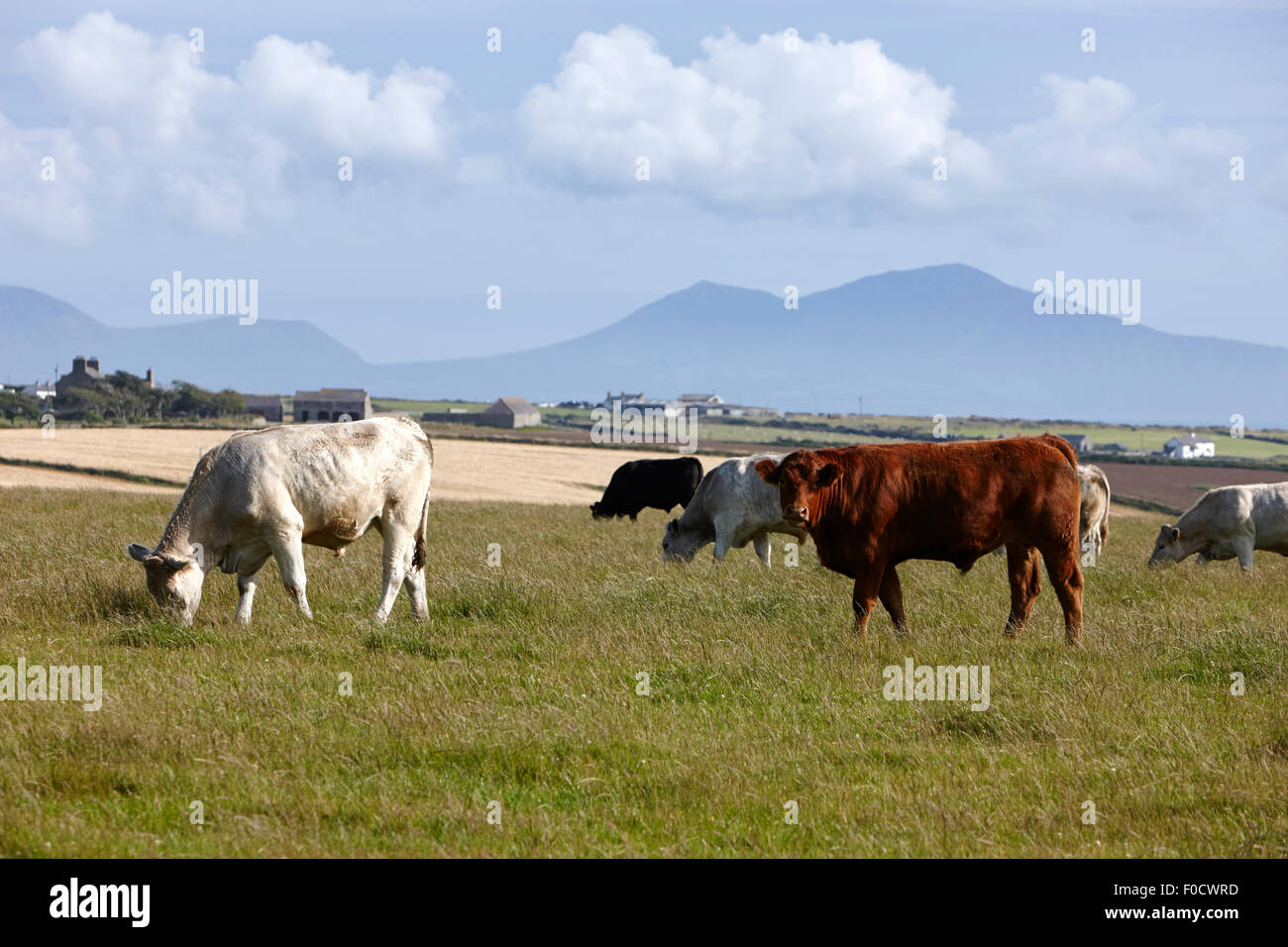 herd of free range beef cattle anglesey north wales uk Stock Photo