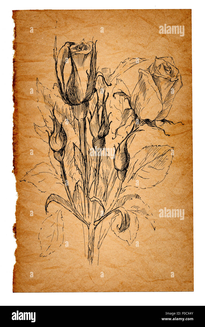 flower sketch on the old paper background Stock Photo