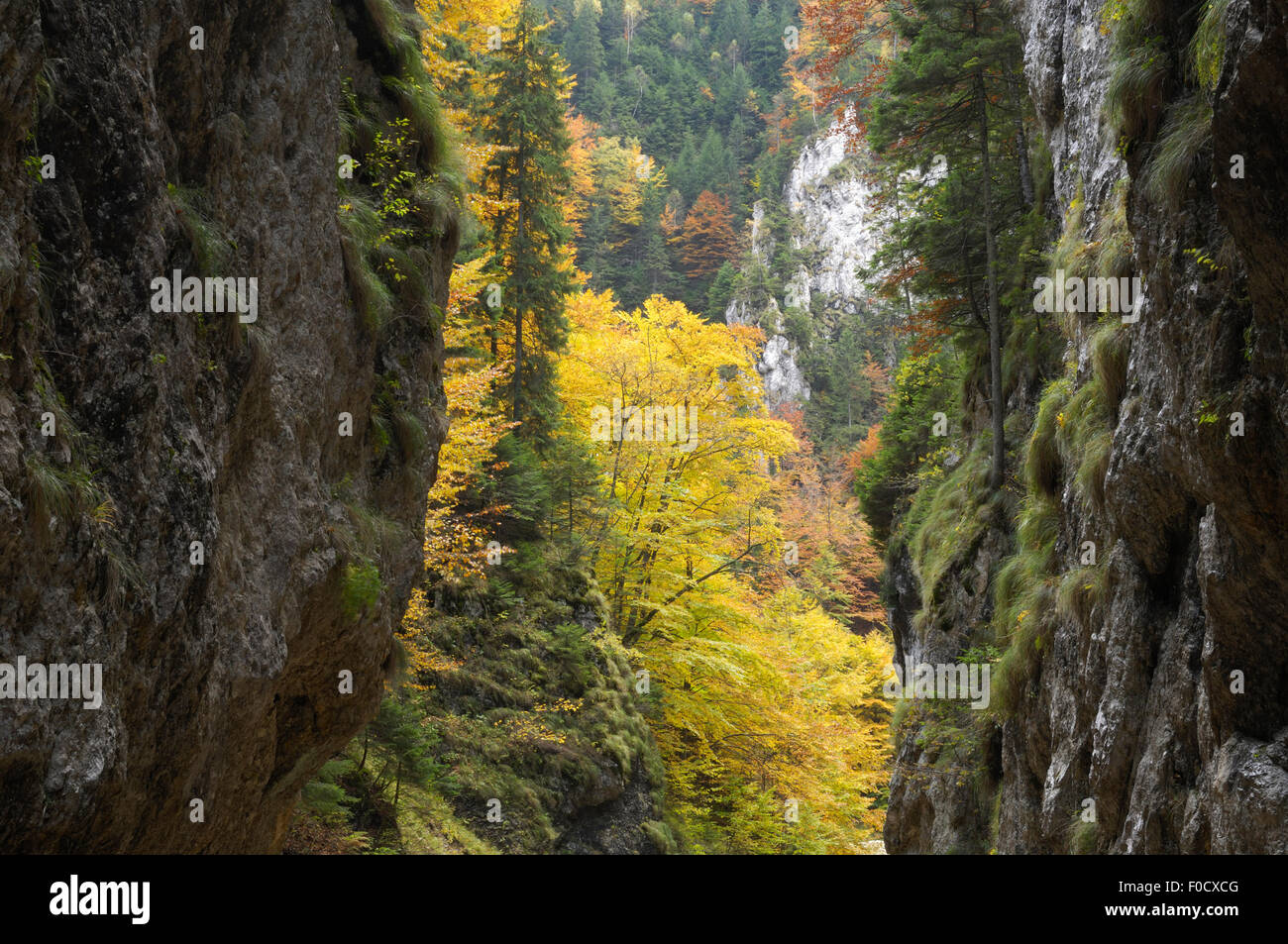 Deep woodland valley between rock faces, Valea Prapastiilor, Piatra Craiului National Park, Transylvania, Southern Carpathian Mountains, Romania, October 2008 Stock Photo