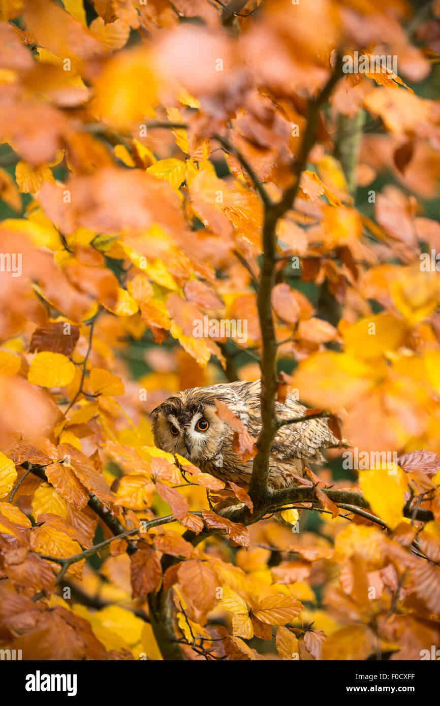 Long-eared owl Asio otus (captive), adult male, in beech Fagus sylvatica, Hawk Conservancy Trust, Hampshire, UK in November. Stock Photo