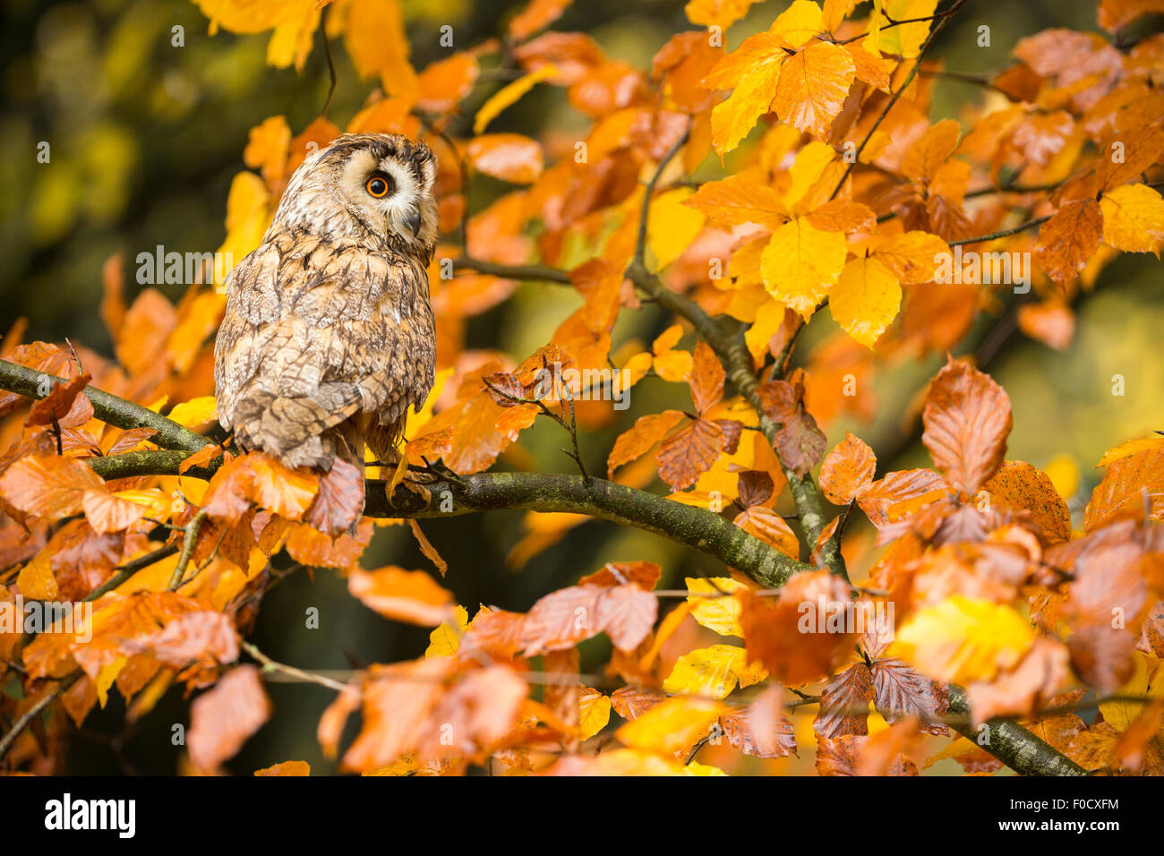 Long-eared owl Asio otus (captive), adult male, in beech Fagus sylvatica, Hawk Conservancy Trust, Hampshire, UK in November. Stock Photo
