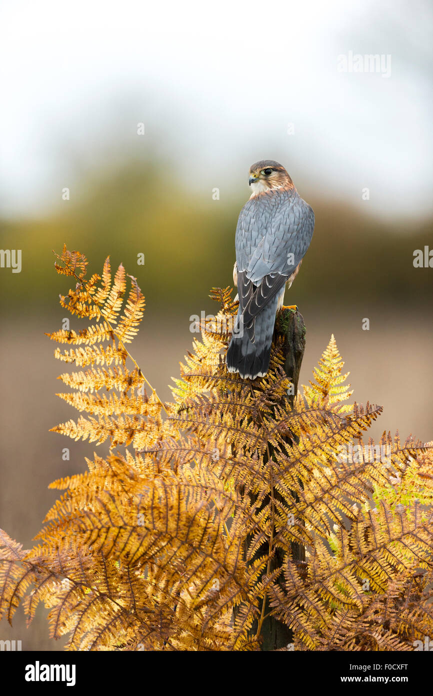 Merlin Falco columbarius (captive), adult male, perched on wooden post, Hawk Conservancy Trust, Hampshire, UK in November. Stock Photo