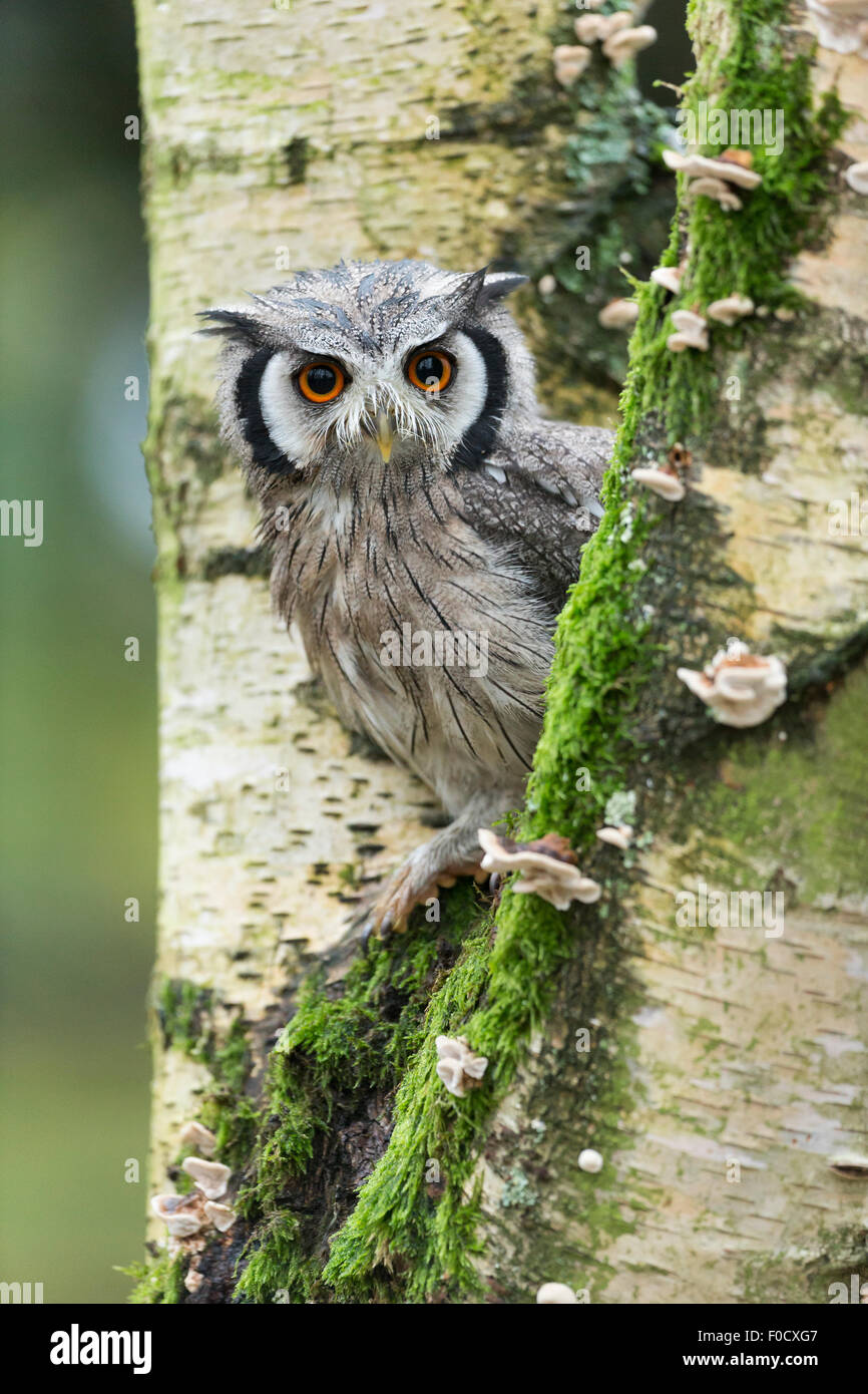 Northern white-faced owl Ptilopsis leucotis (captive), adult male, in tree, Hawk Conservancy Trust, Hampshire, UK in November. Stock Photo