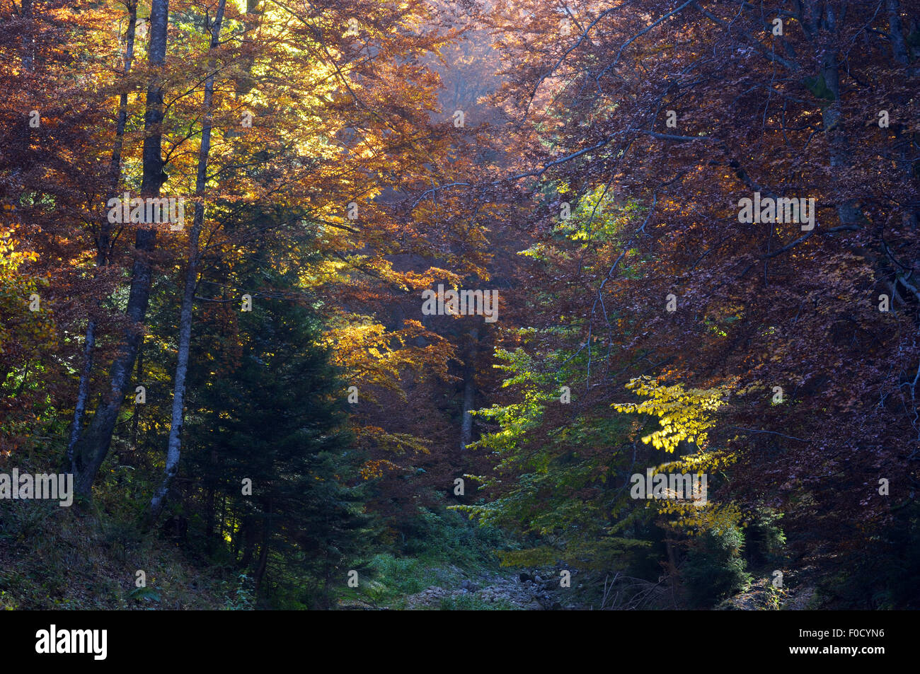 Deciduous forest in autumn, Piatra Craiului National Park, Transylvania, Southern Carpathian Mountains, Romania, October 2008 Stock Photo