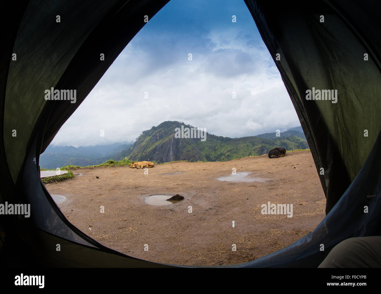 Tourist tent in camp among meadow Stock Photo - Alamy