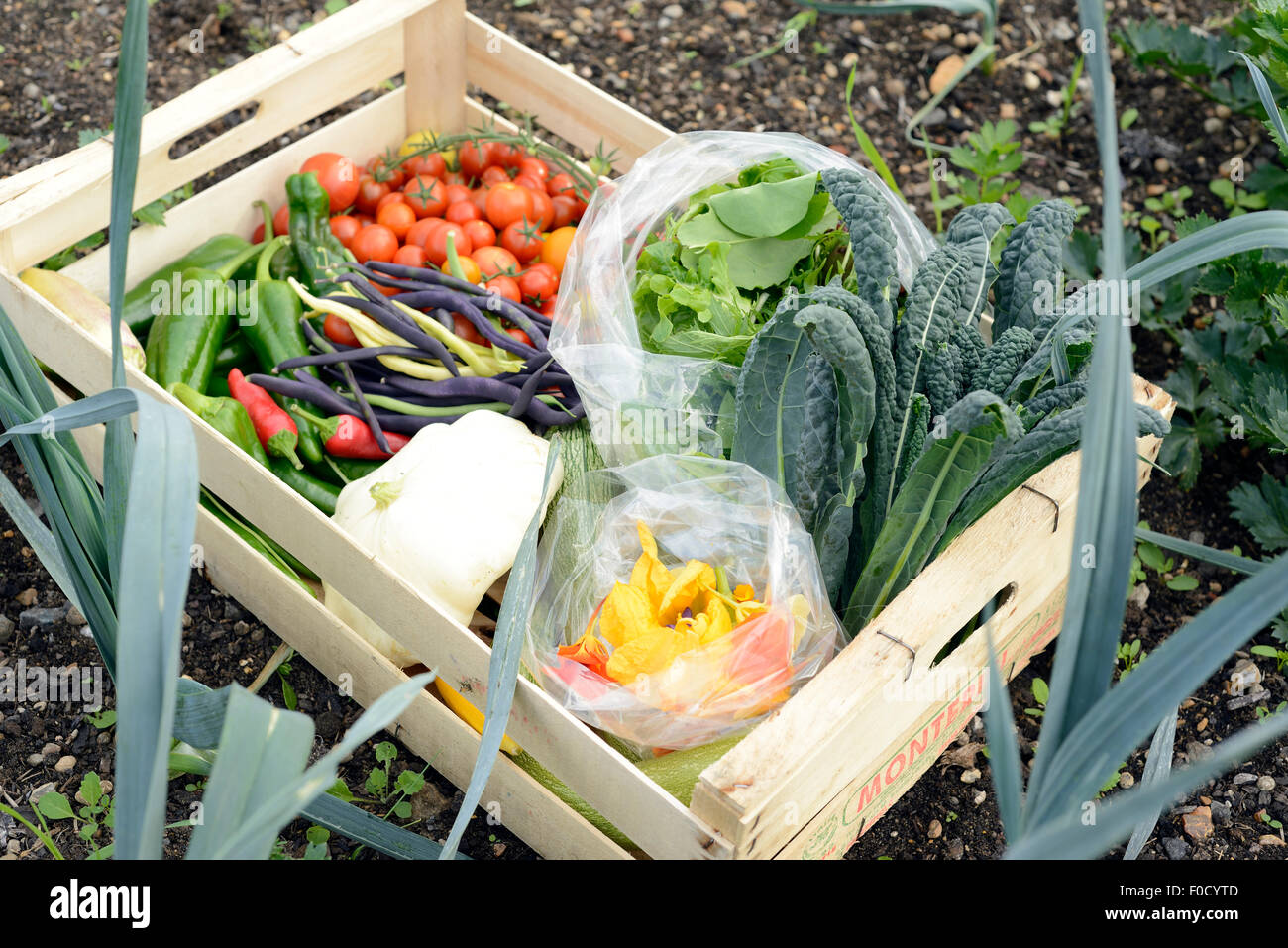 Hand picked organic vegetable from Dagenham farm in a wooden box Stock Photo