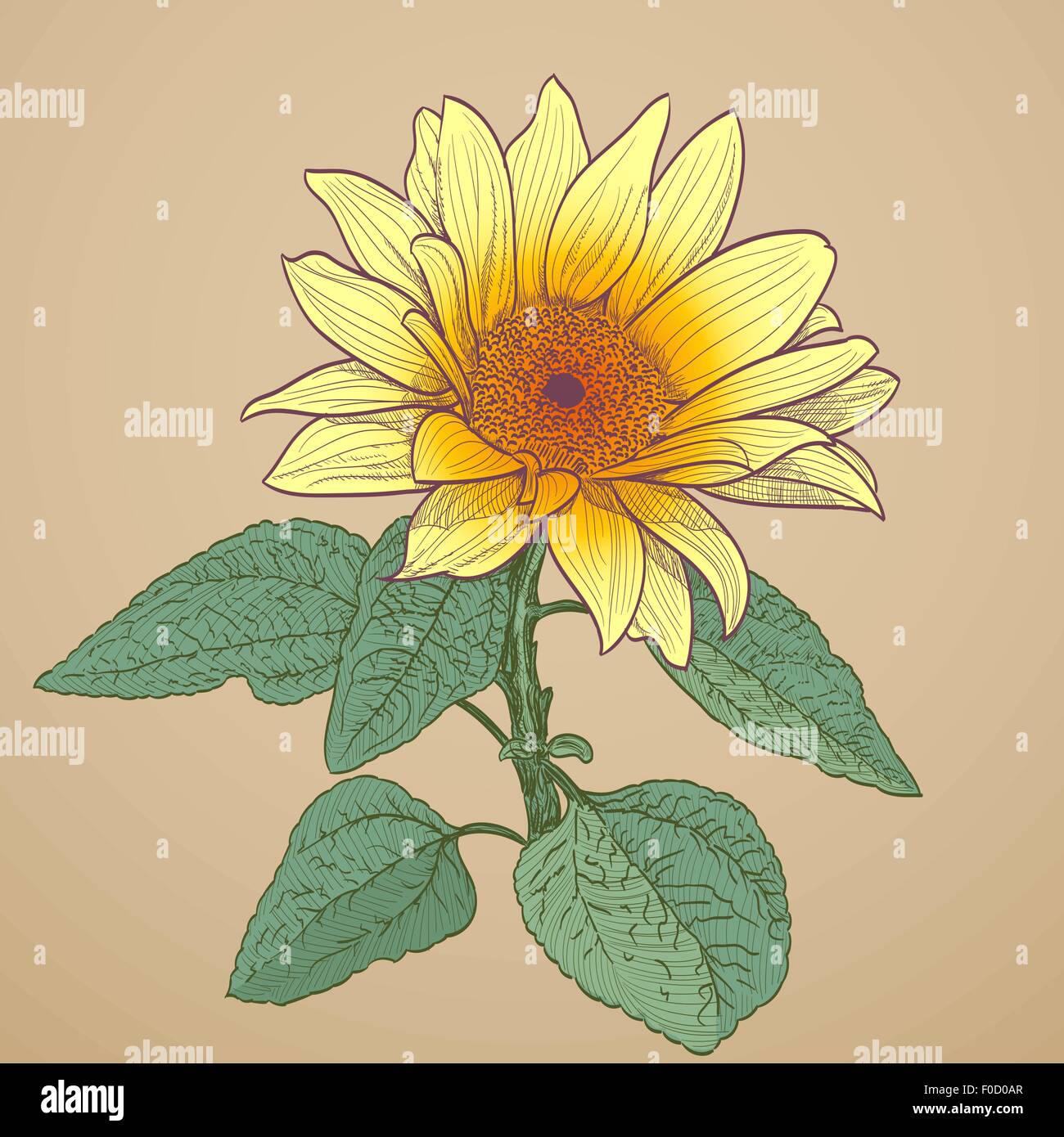 How to draw a realistic sunflower  Step by step tutorial  tips