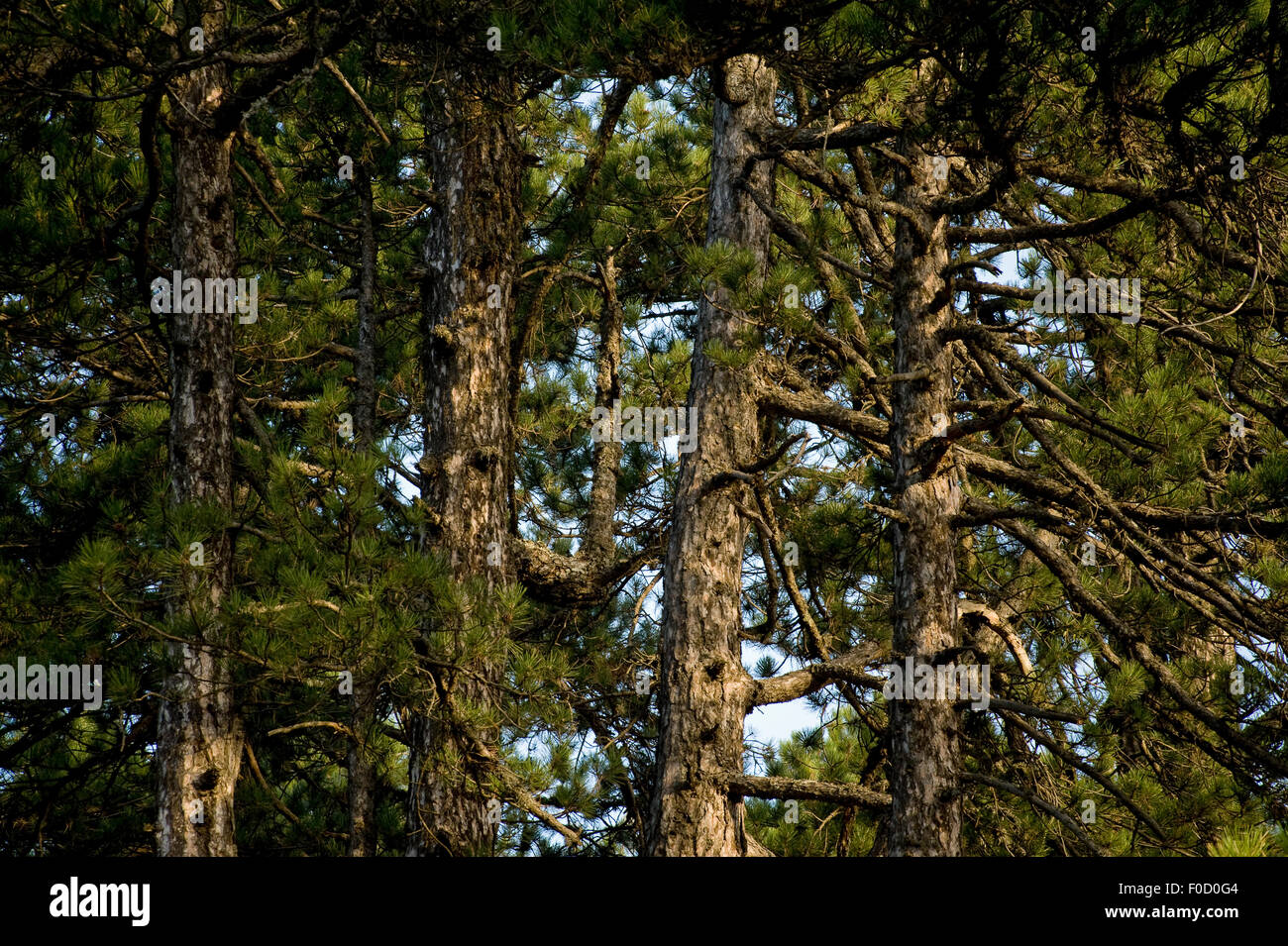 Pine trees (Pinus sp) Valia Calda, Pindos NP, Pindos Mountains, Greece, October 2008 Stock Photo