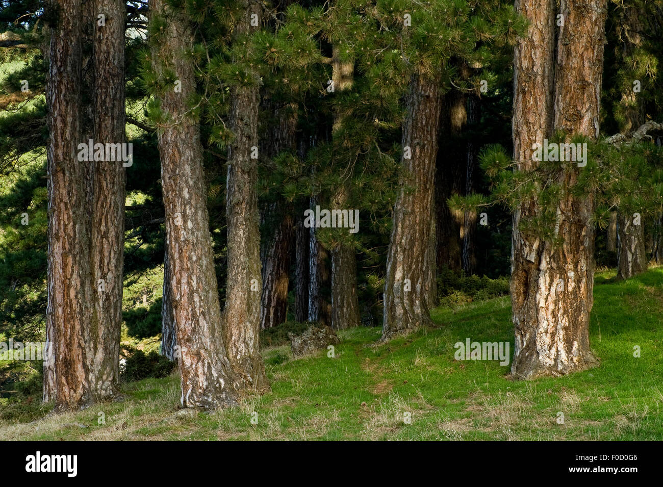 Pine tree (Pinus sp) trunks, Valia Calda, Pindos NP, Pindos Mountains, Greece, October 2008 Stock Photo