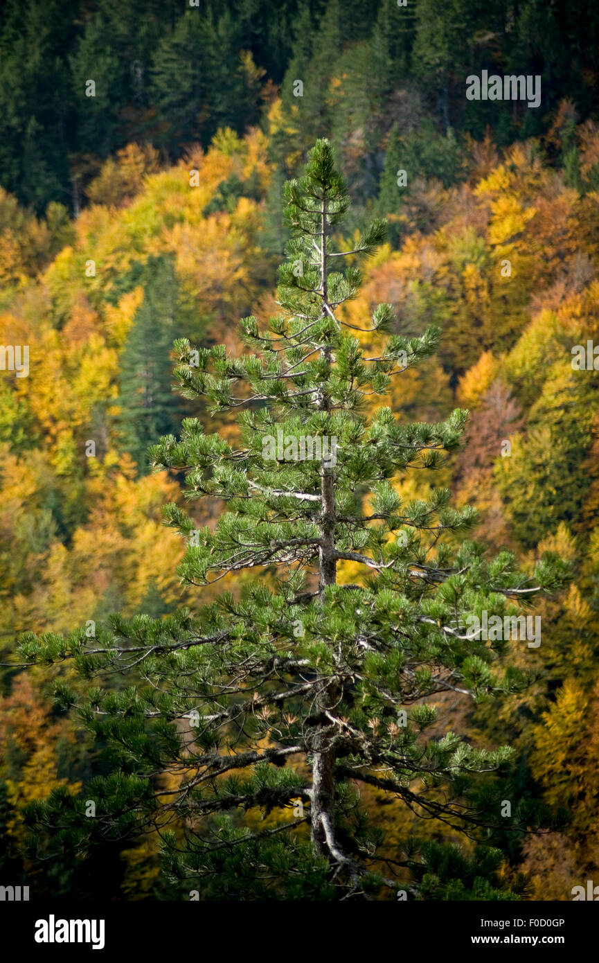 Pine tree (Pinus sp) with Beech trees (Fagus sp) behind, Valia Calda, Pindos NP, Pindos Mountains,  Greece, October 2008 Stock Photo