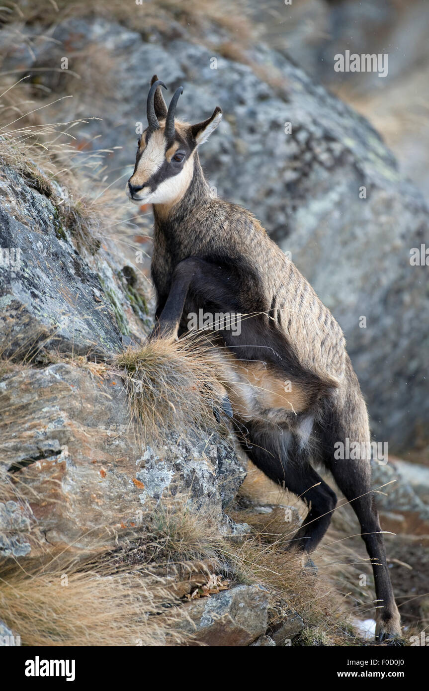 Climbing for Chamois