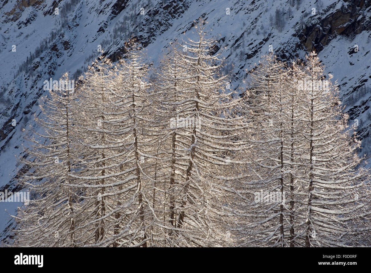 European Larch (Larix decidua) trees covered in snow, Gran Paradiso National Park, Italy, November 2008 Stock Photo