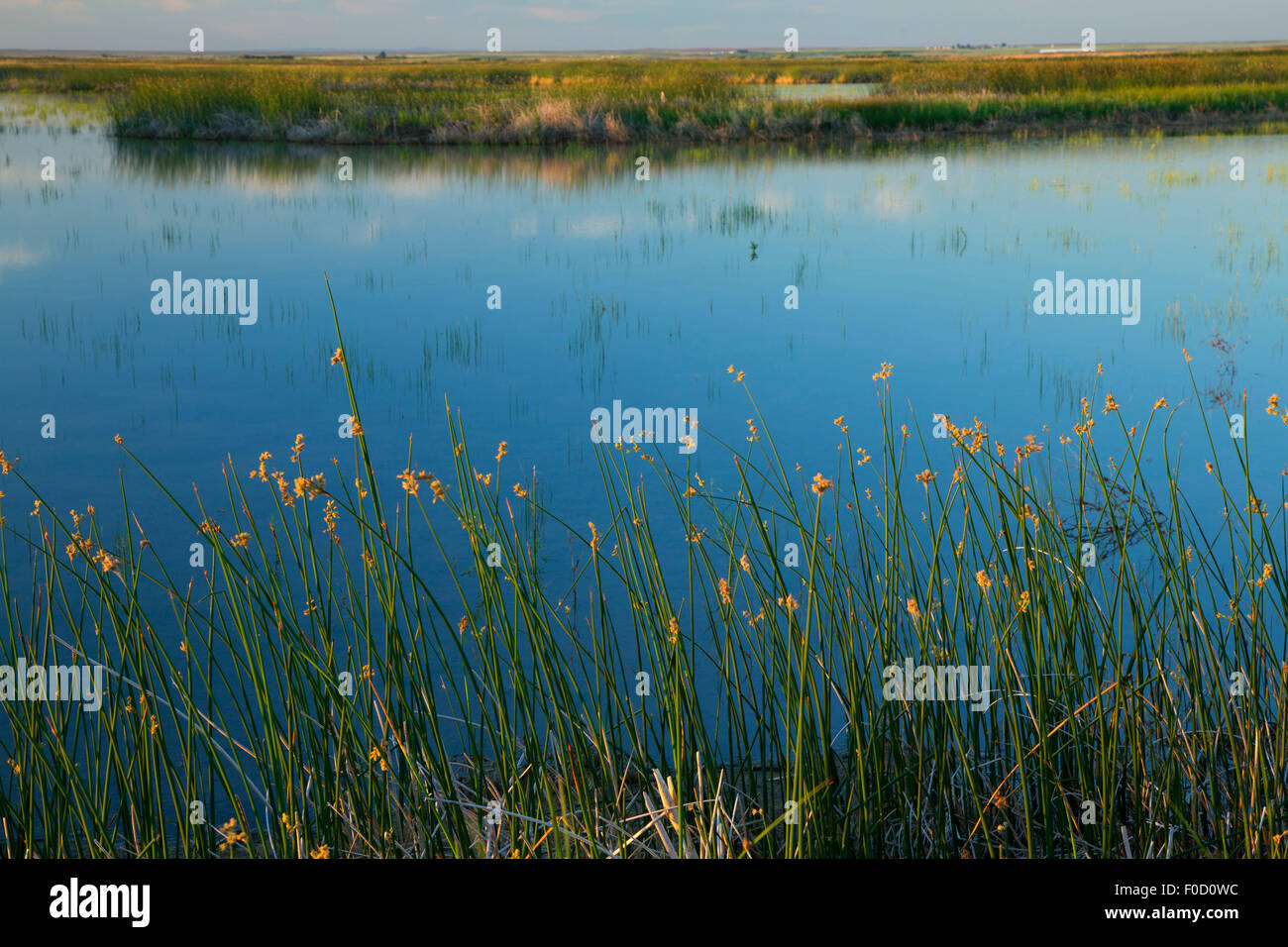 Bulrush by pond, Camas National Wildlife Refuge, Idaho Stock Photo