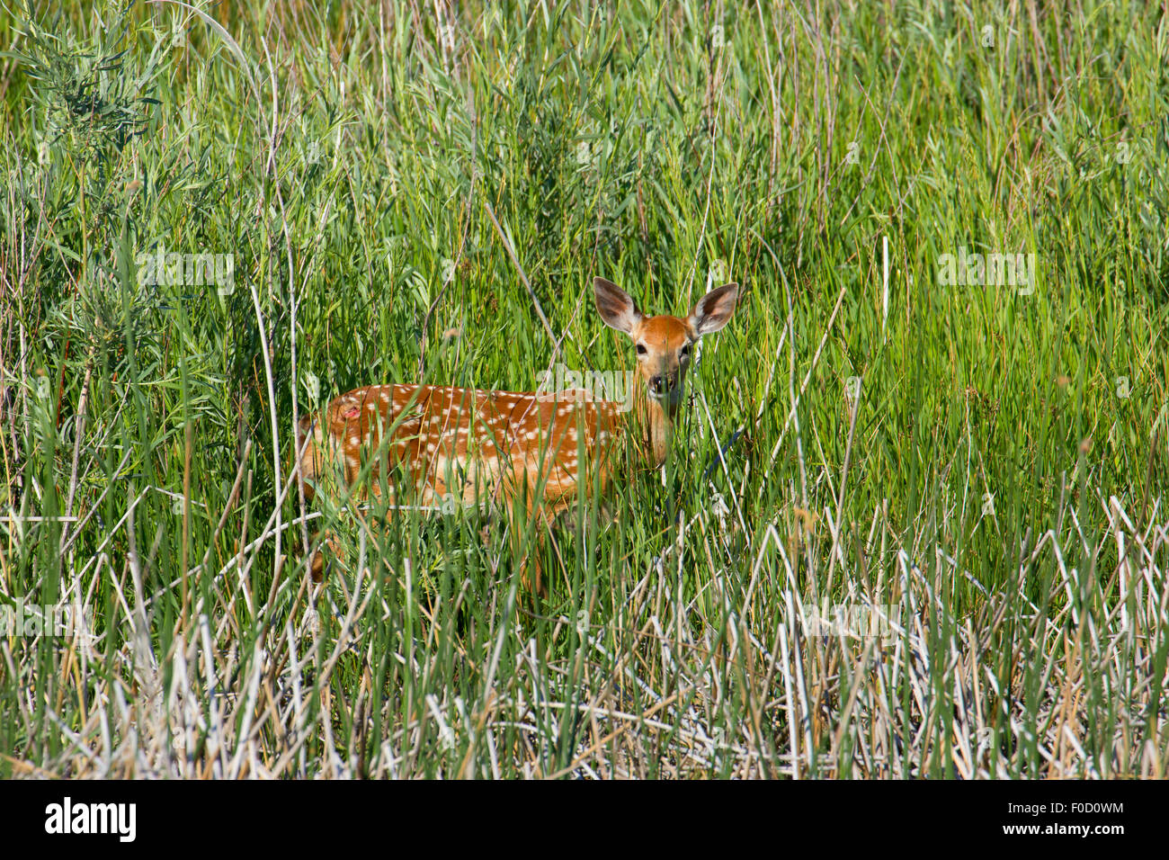 Deer fawn, Camas National Wildlife Refuge, Idaho Stock Photo