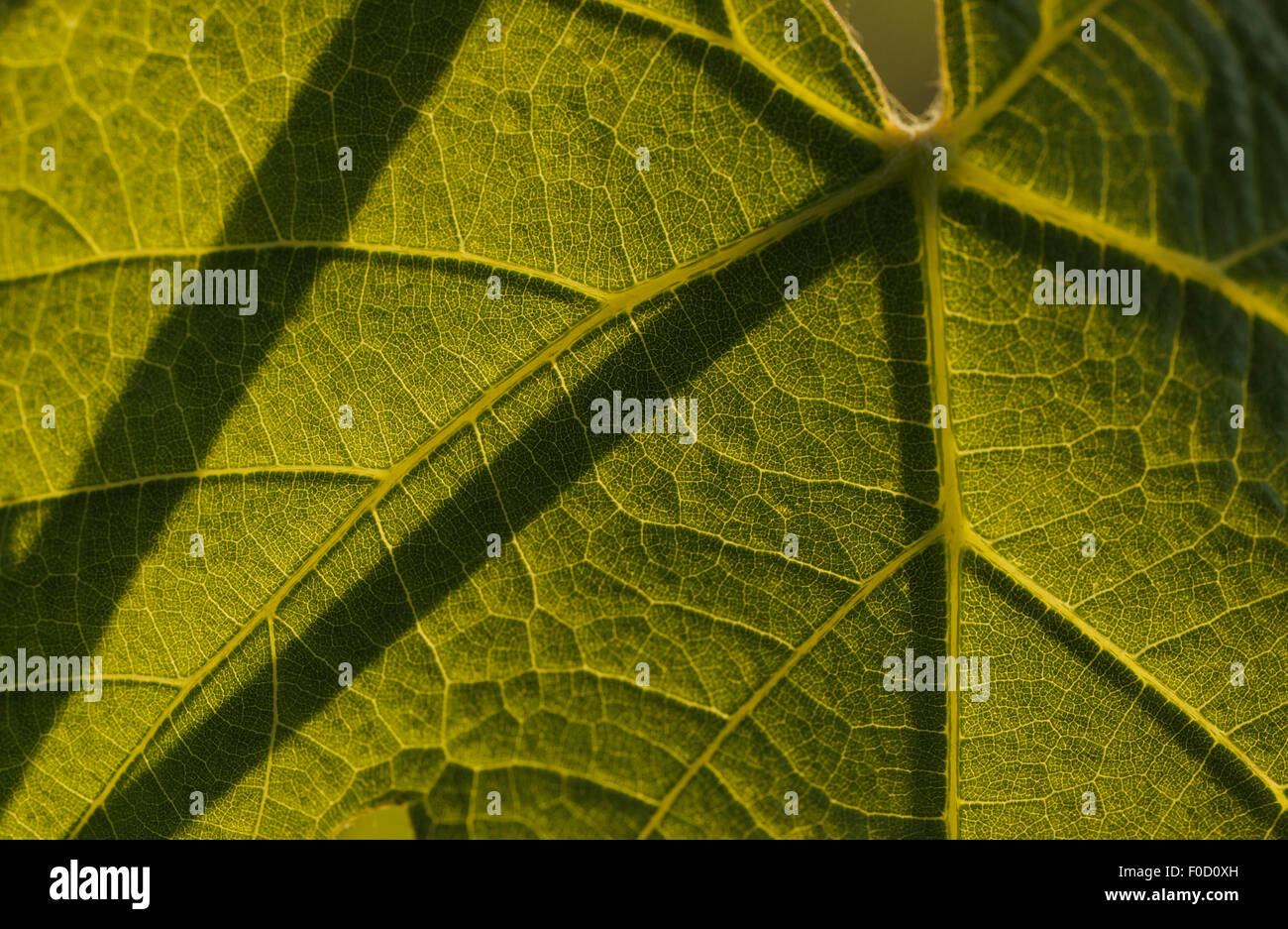 Underside of a white Grape (Vitis vinifera) leaf, Aggius, Sardinia, Italy, June 2008 Stock Photo