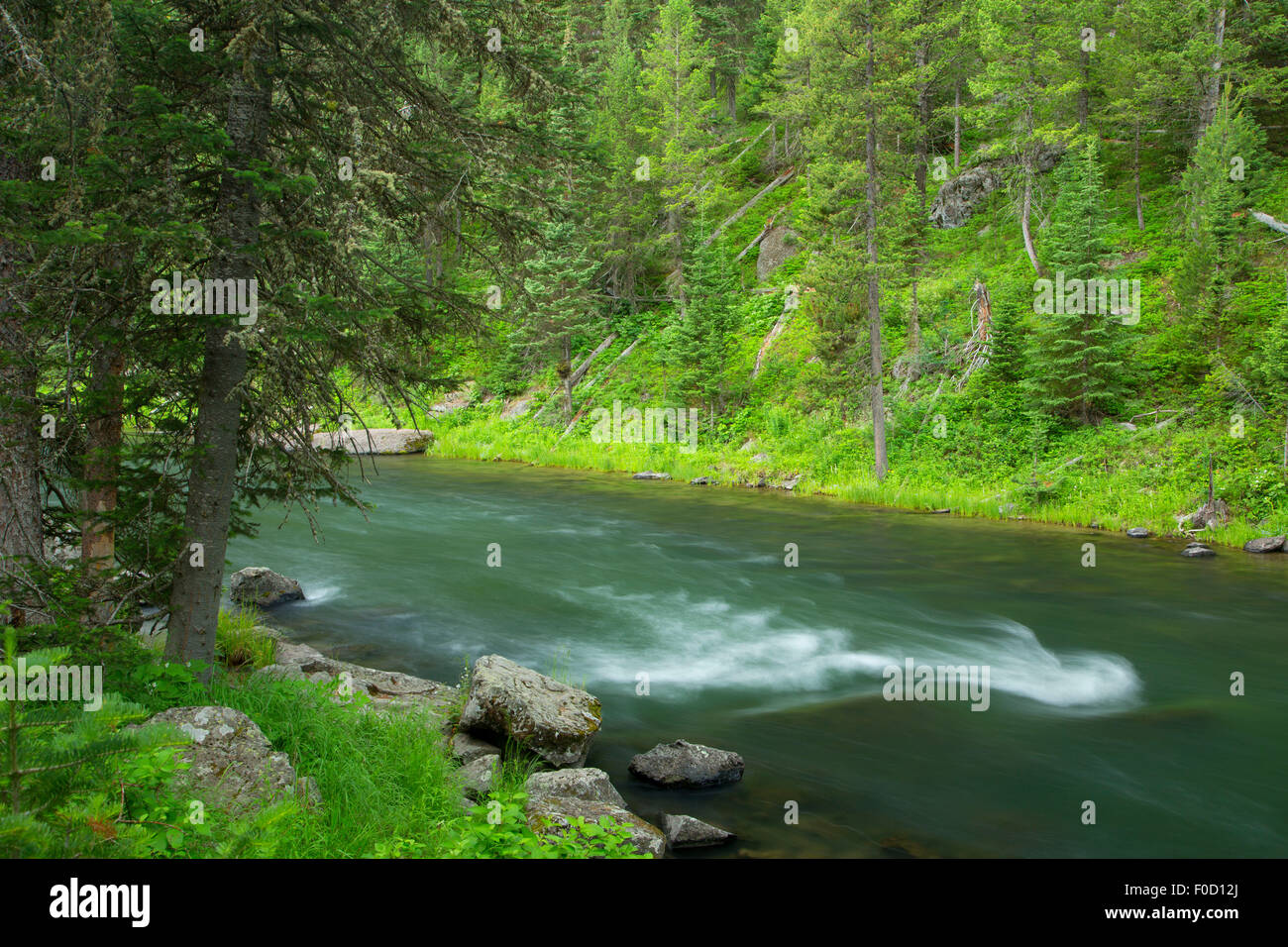 Henrys Fork along Coffee Pot Rapids Trail, Targhee National Forest