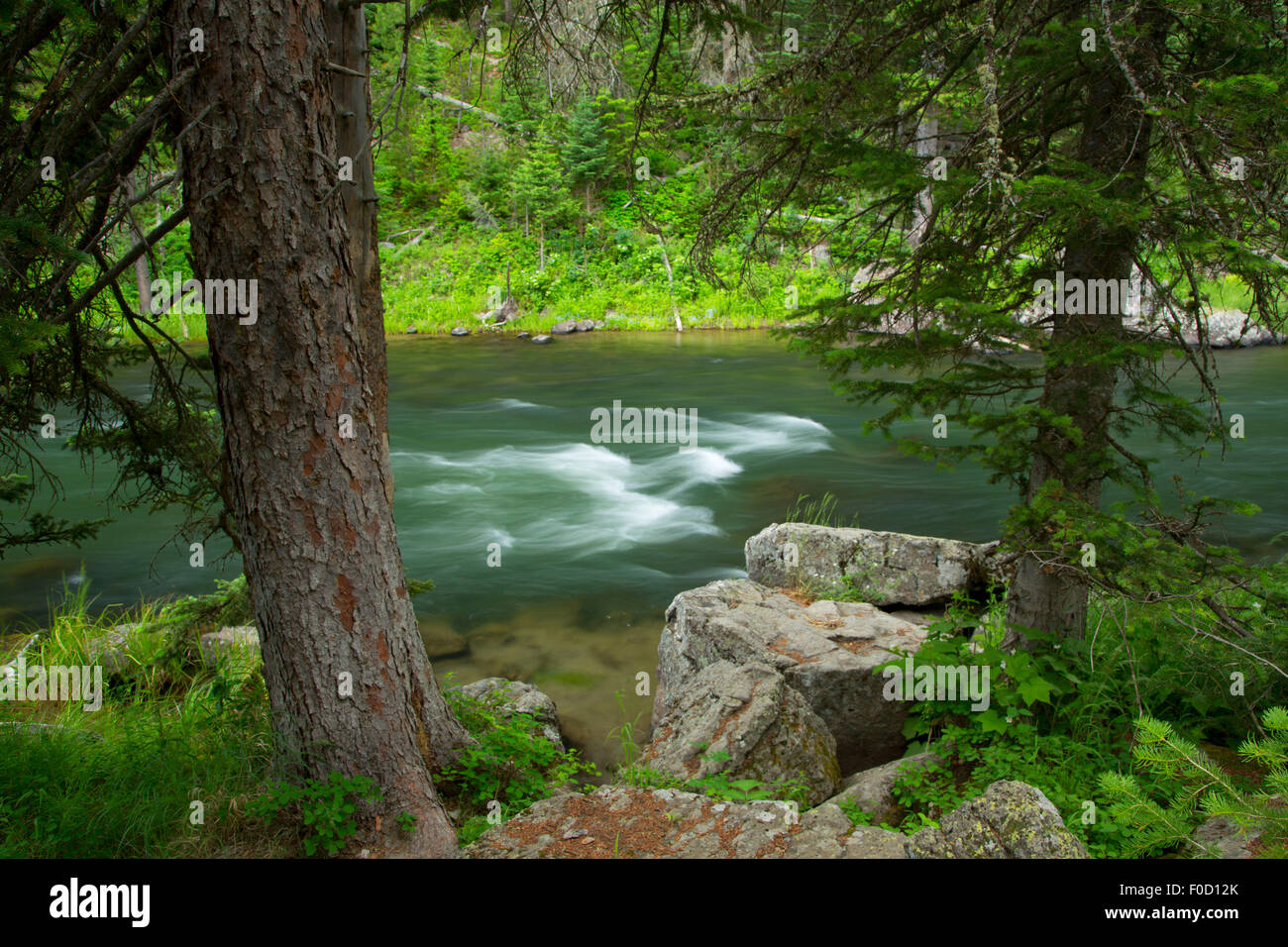 Henrys Fork along Coffee Pot Rapids Trail, Targhee National Forest