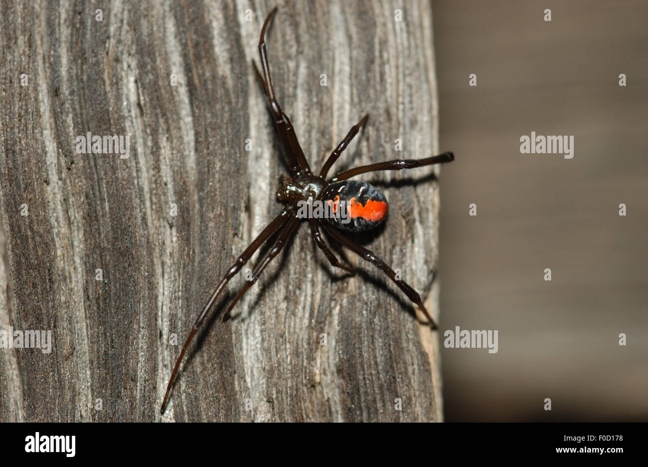 Red-back spider (Latrodectus hasseltii) Stock Photo