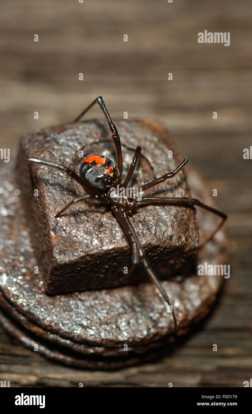 CLOSE-UP OF A RED-BACK SPIDER (LATRODECTUS HASSELTII)  A HIGHLY VENEMOUS SPIDER NATIVE TO AUSTRALIA. ALSO KNOWN AS AUSTRALIAN BLACK WIDOW SPIDER. Stock Photo