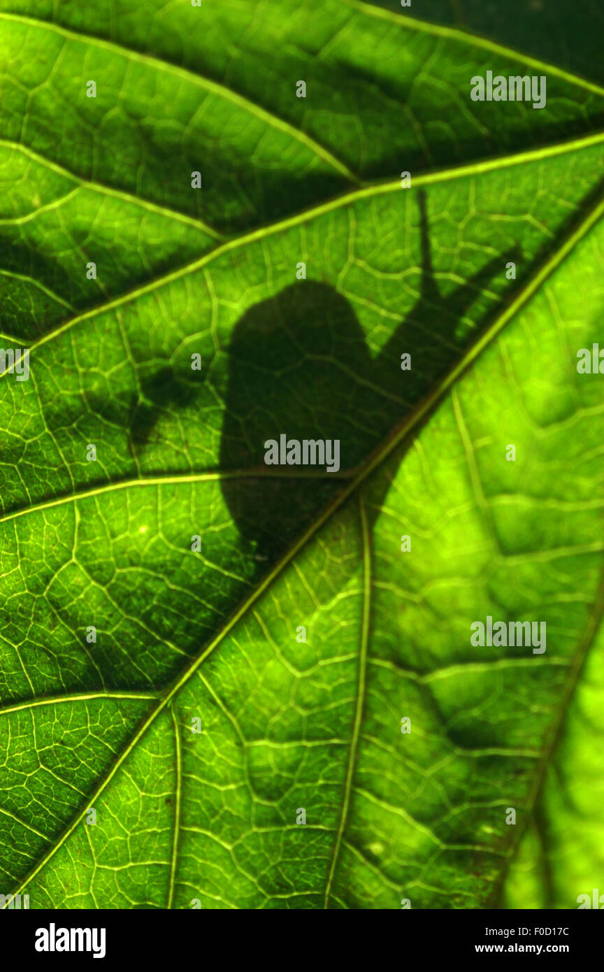Silhouette of a garden snail on plant leaf Stock Photo