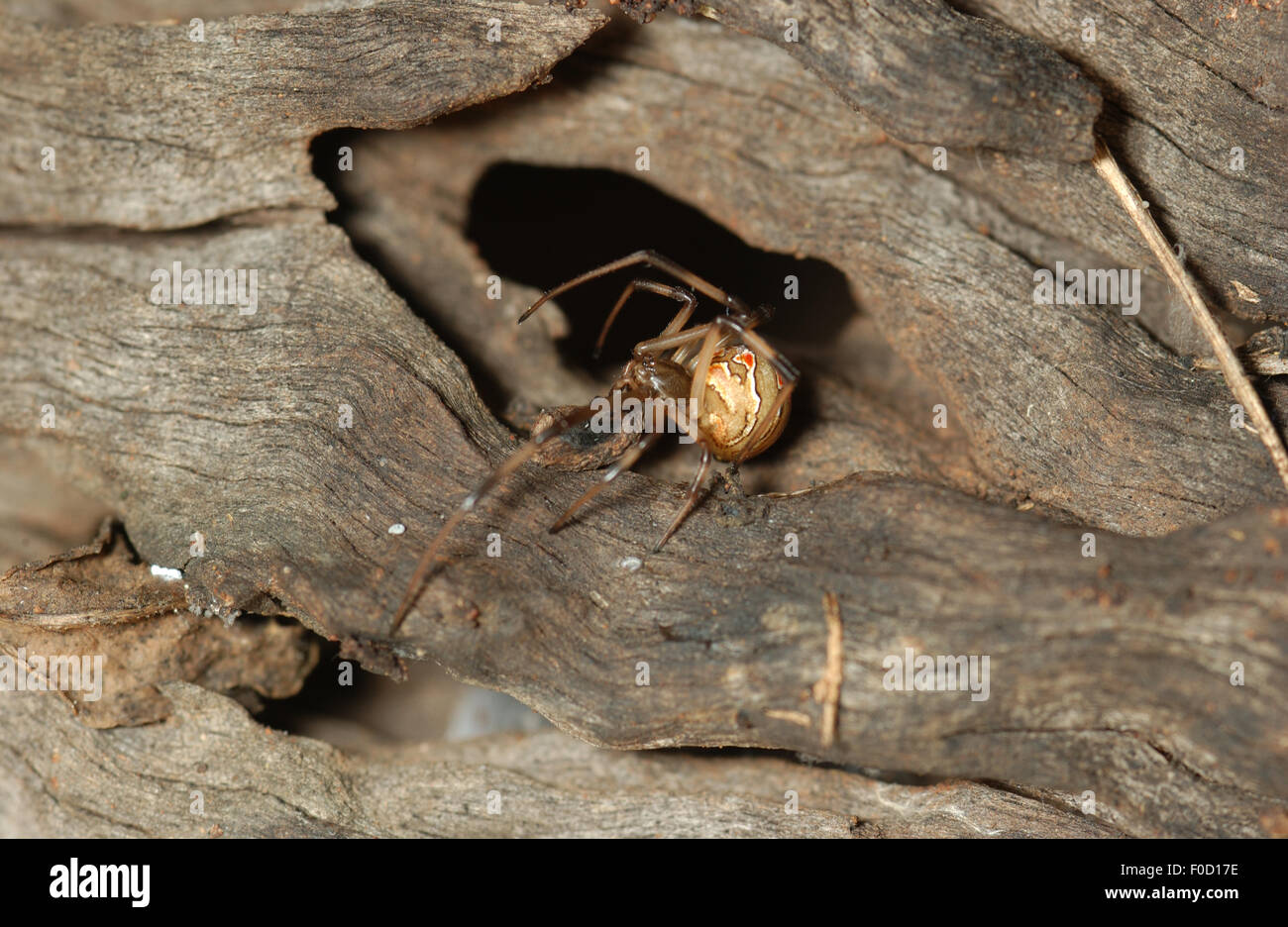 Immature Red-back spider (Latrodectus hasseltii) Stock Photo