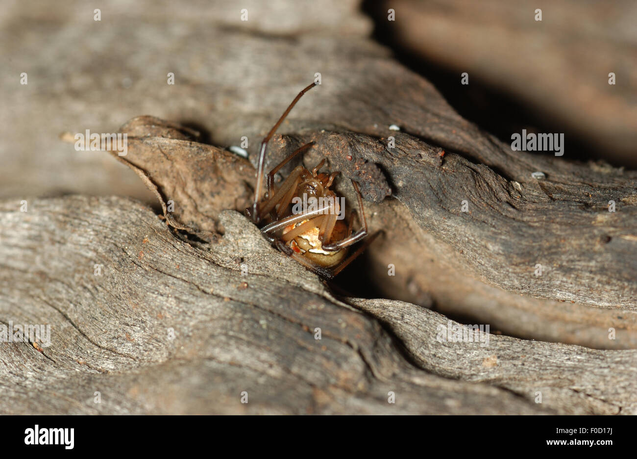 Immature Red-back spider (Latrodectus hasseltii) Stock Photo