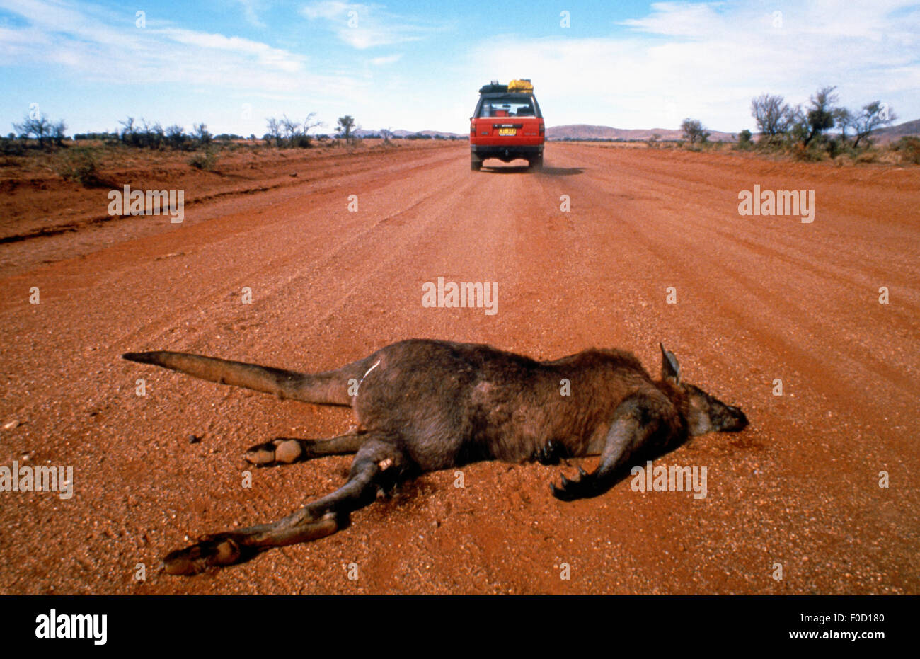 Dead kangaroo on outback road, four wheel drive vehicle in the Stock