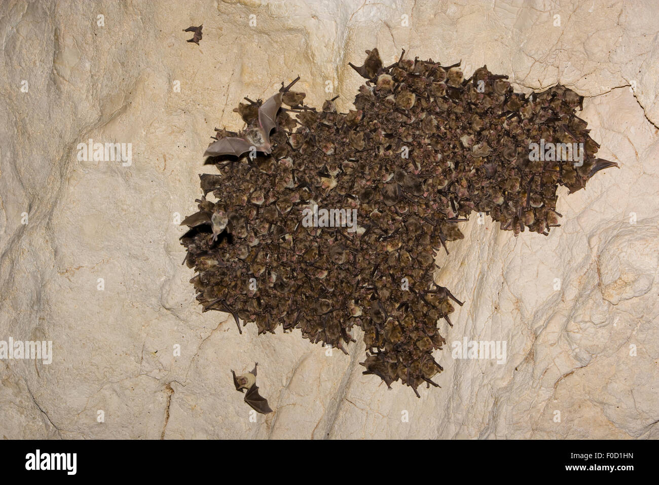 Mouse-eared bats (Myotis sp) and Schreiber's long fingered bats (Miniopterus schreibersi) roosting in cave, Bulgaria, May 2008 Stock Photo