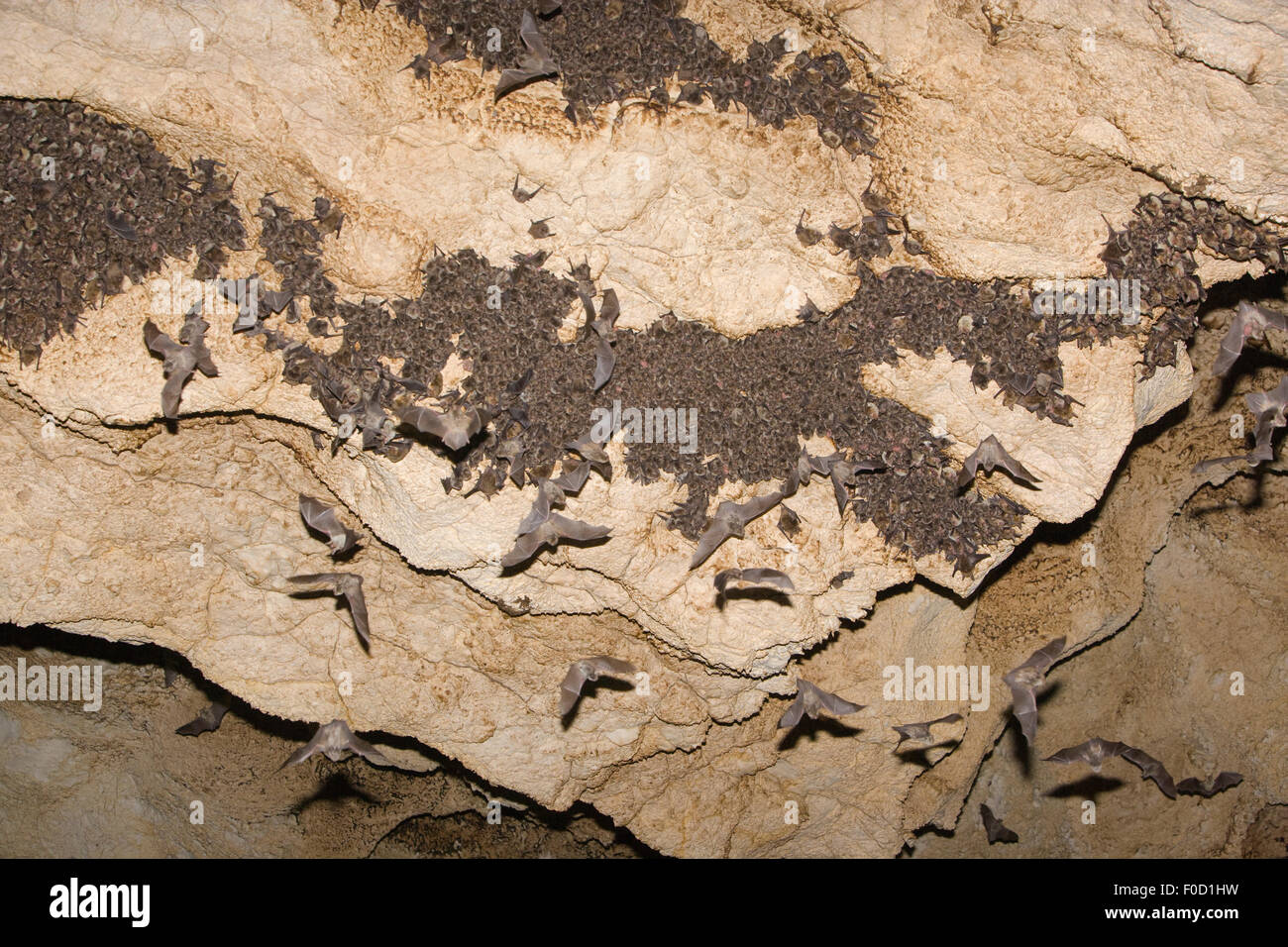 Mouse-eared bats (Myotis sp) and Schreiber's long fingered bats (Miniopterus schreibersi) flying from roost in cave, Bulgaria, May 2008 Stock Photo