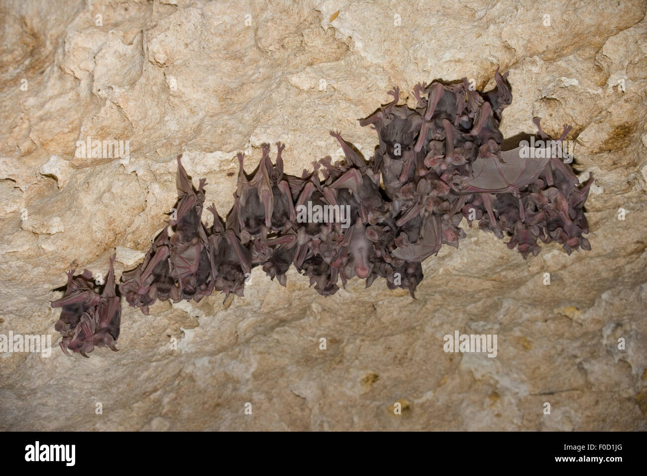 Juvenile Mehely's Horseshoe bats (Rhinolophus mehelyi) roosting in a cave near Nikopol, Bulgaria, May 2008 Stock Photo