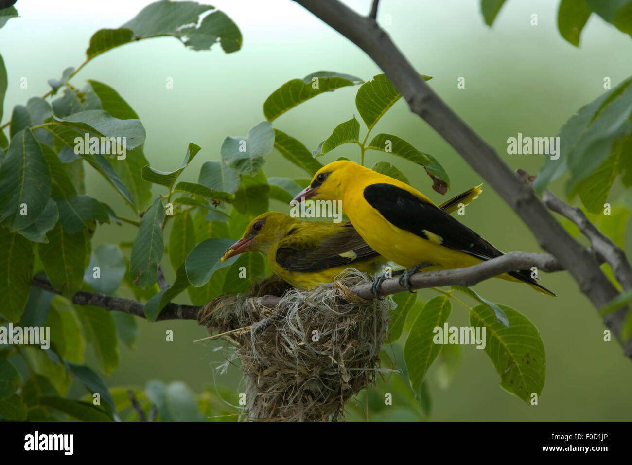 Golden oriole (Oriolus oriolus) pair at nest, Bulgaria, May 2008 Stock