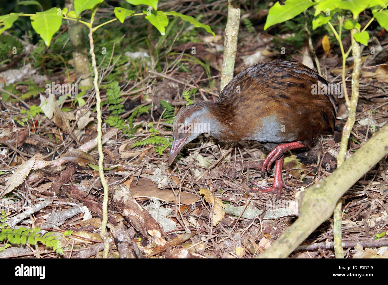 Weka (Gallirallus australis Stock Photo Alamy