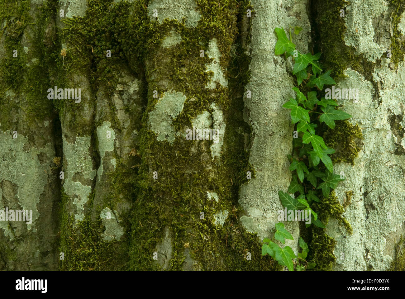 Close-up of tree trunk with ivy, Foresta Umbra, Gargano National Park, Gargano Peninsula, Apulia, Italy Stock Photo